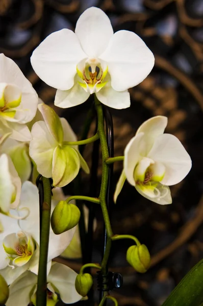 Bílé orchideje domácí dekorace detail — Stock fotografie