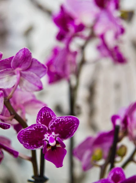 Fialová orchideje, těsné pozadí — Stock fotografie