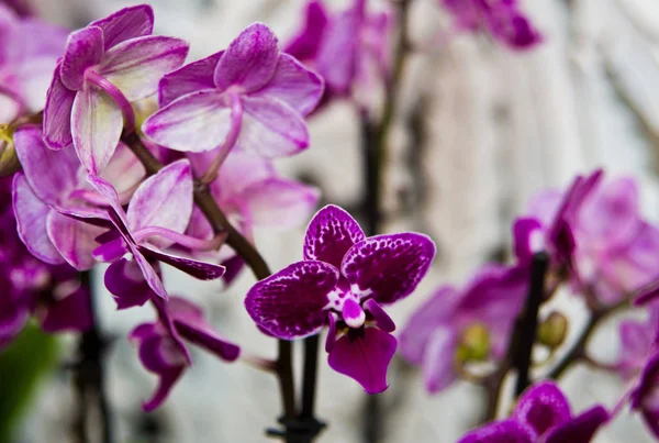 Fialová orchideje, těsné pozadí — Stock fotografie