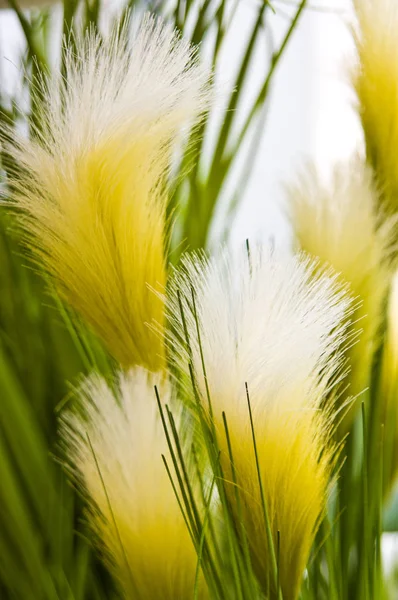 Gelbe Wispy Graspflanze in einem Topf auf weißem Hintergrund — Stockfoto