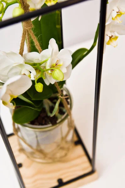 Орхідея квітів рослини в унікальному рамковому дизайні скляних горщиків. Відсутність — стокове фото