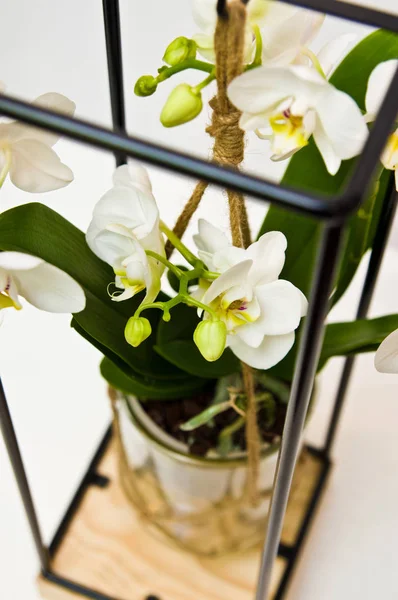 Орхідея квітів рослини в унікальному рамковому дизайні скляних горщиків. Відсутність — стокове фото