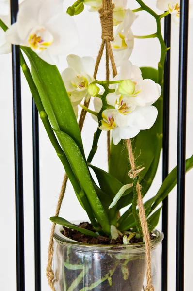 Plantas de flores de orquídea em vasos de vidro de design único quadro. Abdominais — Fotografia de Stock