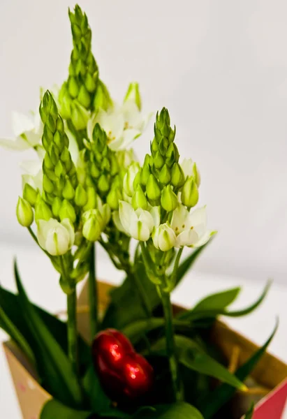 Friss tavaszi virágok karton díszdobozban fehér — Stock Fotó