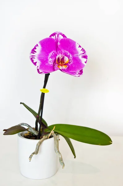 Fialová Orchidea v bílém hrnci izolovaná na bílém pozadí — Stock fotografie