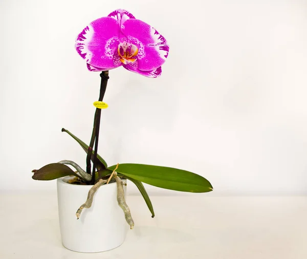 Fialová Orchidea v bílém hrnci izolovaná na bílém pozadí — Stock fotografie