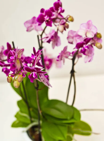 Fialová Orchidea v bílém hrnci izolovaná na bílém pozadí — Stock fotografie