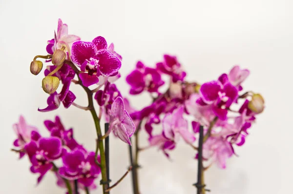 Fialová Orchidea v bílém hrnci izolovaná na bílém pozadí — Stock fotografie