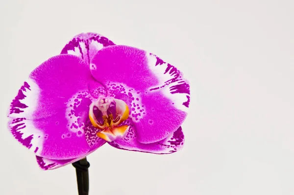 Fialová Orchidea v bílém hrnci izolovaná na bílém pozadí — Stock fotografie