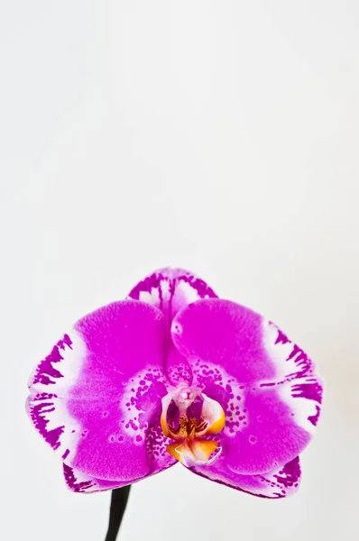 Fialová Orchidea v bílém hrnci izolovaná na bílém pozadí — Stock fotografie