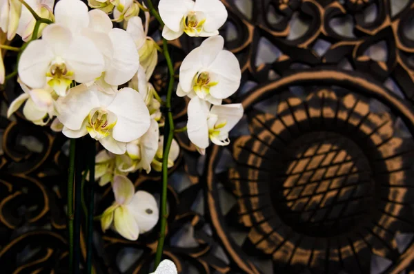 Bílé orchideje proti dřevěné venkovské pozadí — Stock fotografie
