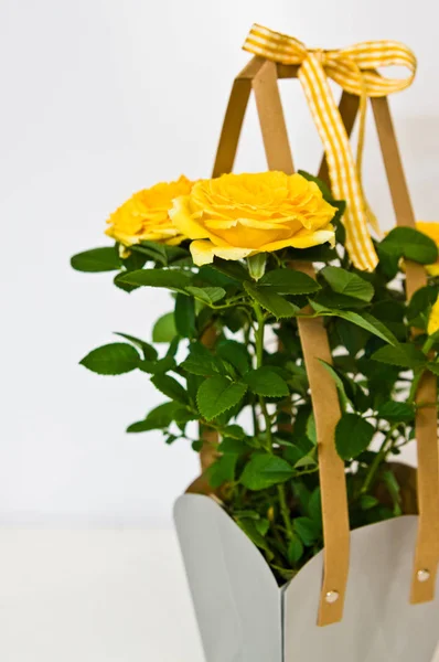 Rosas amarelas em uma caixa de presente no fundo branco — Fotografia de Stock