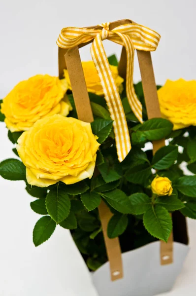 Rosas amarillas en una caja de regalo sobre fondo blanco — Foto de Stock