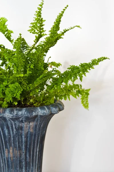 Fern plant in rustic pot or vase on white background.