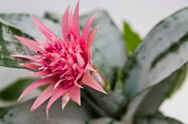 Exotic pink flower Aechmea fasciata