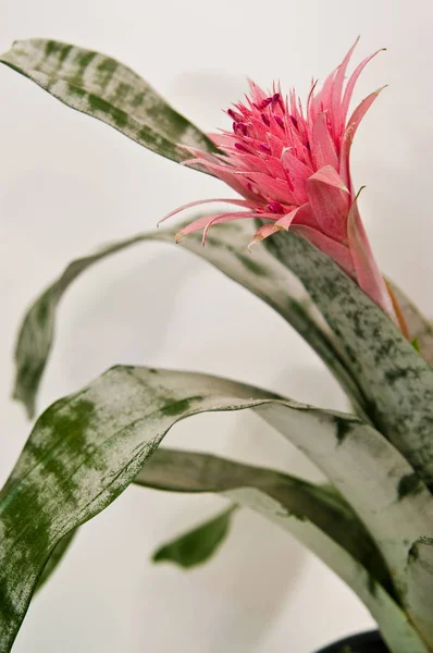 Exotic pink flower Aechmea fasciata