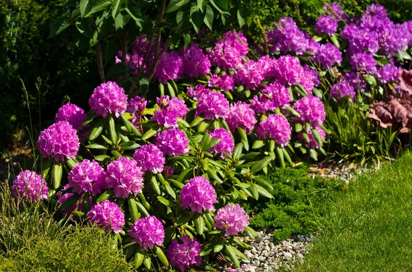 Home garden detail, pink rhododendron plants with green vegetati
