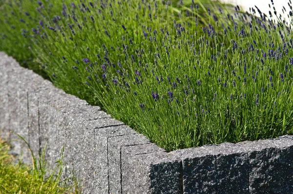 Fresh lavender plants in home garden, vertical stone blocks flow — Stock Photo, Image