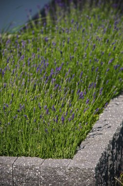 Ev bahçesinde taze lavanta bitkileri, dikey taş blokları akışı