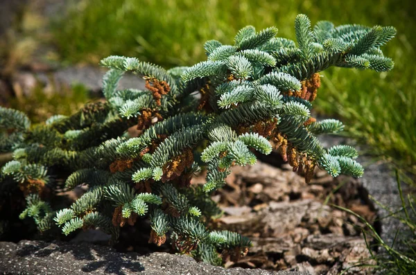 Close-up van een kleine sparren boom, Home tuin detail. — Stockfoto