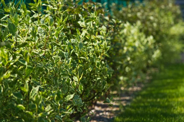 Selective focus on dogwood shrubs or hedge, home garden detail b Stock Image