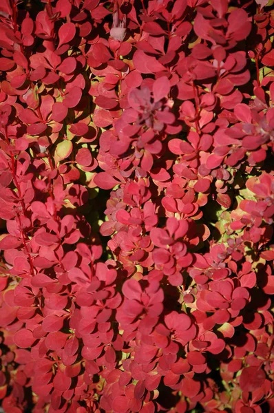 Полная текстура рамы из красного берриса или барбариса . — стоковое фото