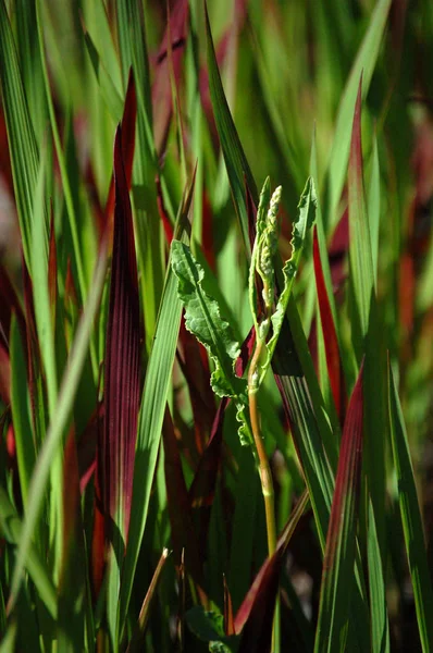 Kırmızı ve yeşil dekoratif bahçe çim bıçakları. — Stok fotoğraf