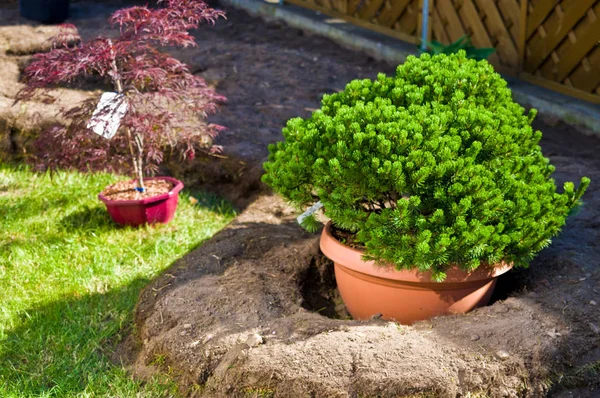 Home concetto di giardinaggio, paesaggistica, piantare una nuova tr sempreverde — Foto Stock