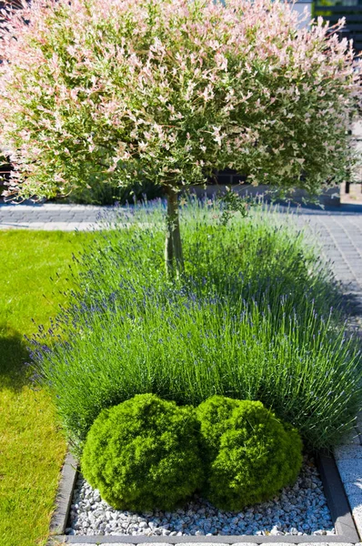 Detalhe do jardim em casa, plantas de lavanda com arbustos verdes redondos . — Fotografia de Stock