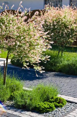 Kapıda yaz dekoratif çiçeklenme ağacı 