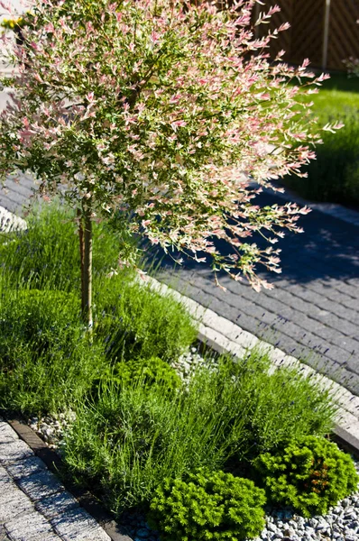 Декоративне рожеве листяне дерево на передньому дворі . — стокове фото