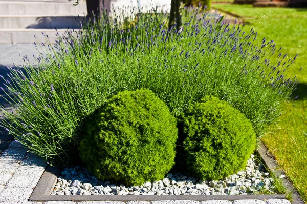 Home dettaglio giardino, piante di lavanda con arbusti verdi rotondi . — Foto Stock