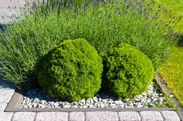 Πληροφορίες για τον κήπο του σπιτιού, φυτά λεβάντας με στρογγυλά πράσινα θάμνοι. — Φωτογραφία Αρχείου