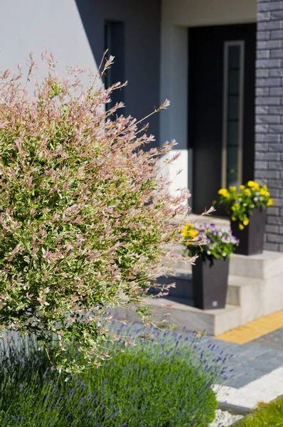 Летняя декоративная цветущая елка в дверях, современная домашняя арка — стоковое фото