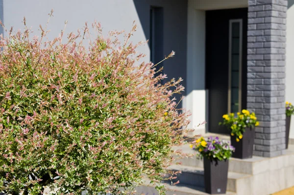 Летняя декоративная цветущая елка в дверях, современная домашняя арка — стоковое фото