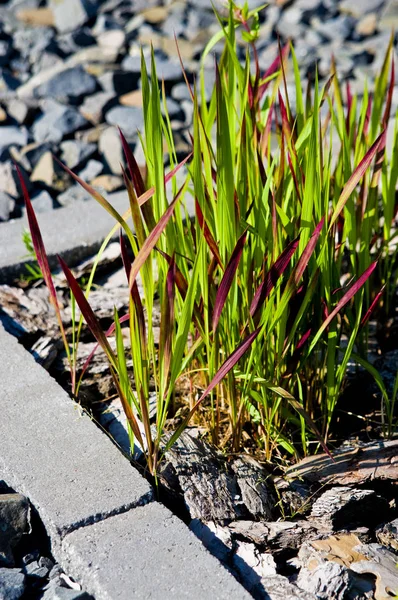 Dekorativt brunt och grönt gräs — Stockfoto