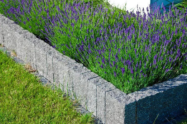 Home garden detail with stone bordered flowerbed with blossoming — Stock Photo, Image