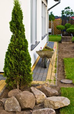 Peyzaj yeni bir köknar ağacı