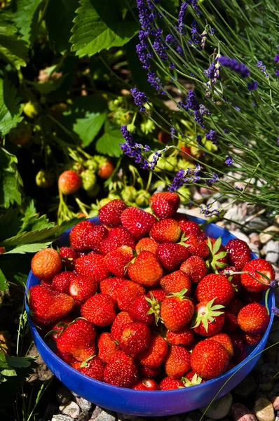 Recoger fresas frescas en el jardín casero . — Foto de Stock