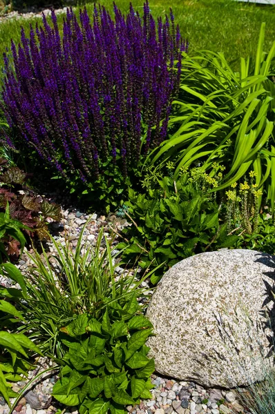 Garden design with green shrubs and purple sage or salvia. — Stock Photo, Image