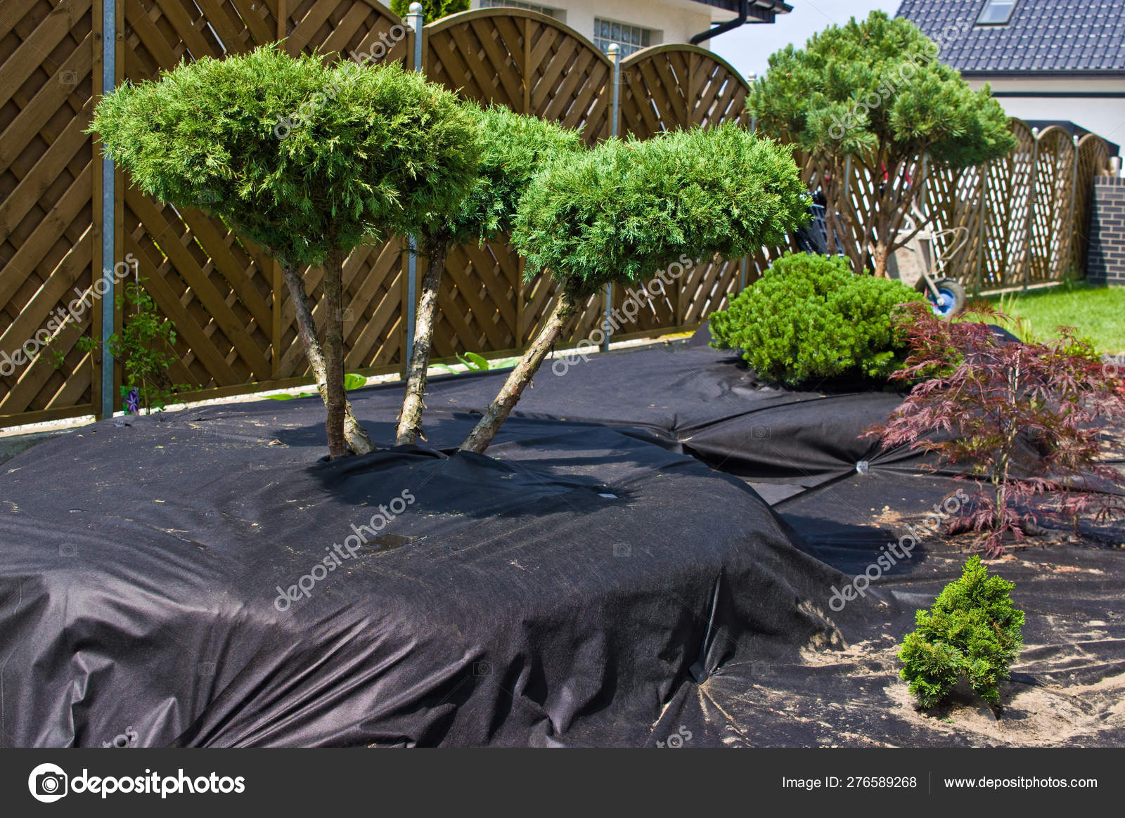 Making New Home Garden Decorations Planting Evergreen Trees And