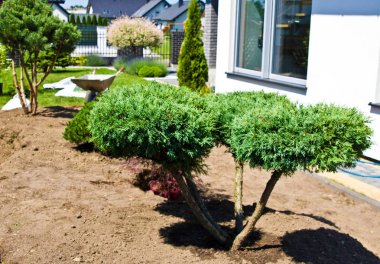 Yeni ev bahçe süslemeleri yapma, dökmeyen ağaçlar dikim ve