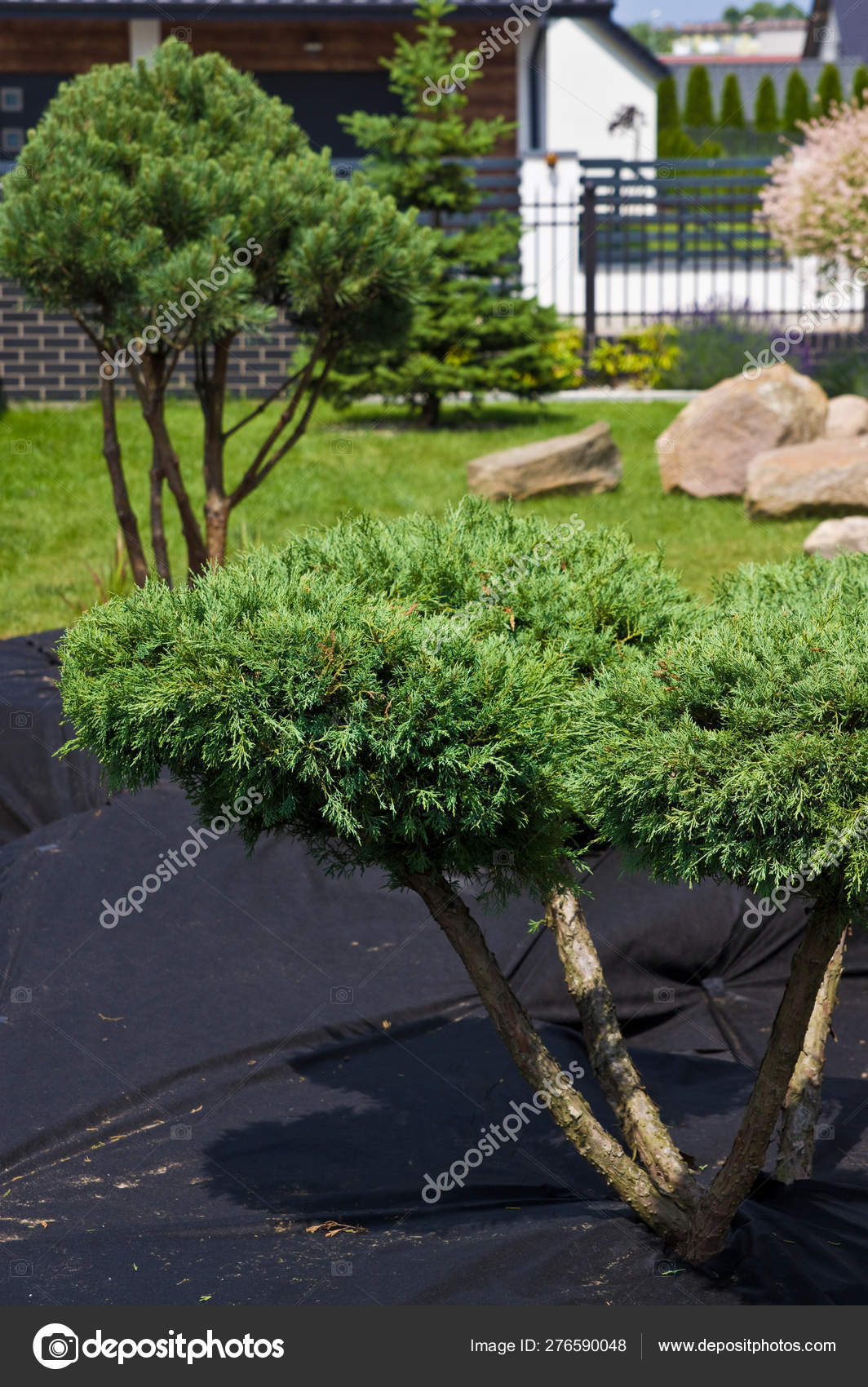 Making New Home Garden Decorations Planting Evergreen Trees And