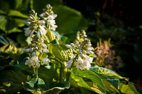 Dekoratif bir bahçe bitkisinin beyaz çiçeği, soyut doğa geri — Stok fotoğraf