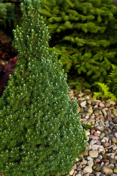 Ornamental garden evergreen little tree on pebbles background.