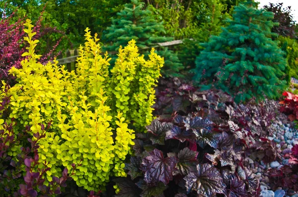 Colorido jardín ornamental con vibrantes plantas de follaje y árboles — Foto de Stock