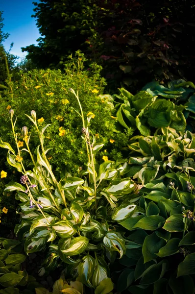 装饰花园中主机植物的广角视图. — 图库照片