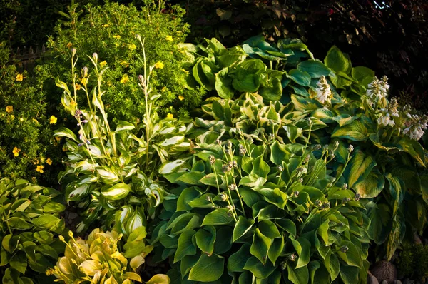 Groothoekbeeld van de Hostas nl-planten in een decoratieve tuin. — Stockfoto