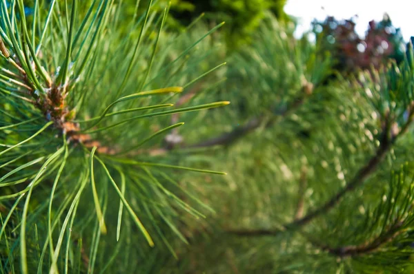 Lange naald groenblijvende tuin boom groothoek uitzicht, vis eye pers — Stockfoto