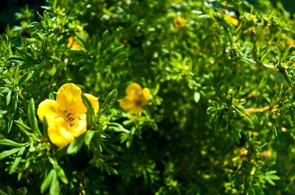 Gele bloem van een groene tuin plant abstracte achtergrond. — Stockfoto